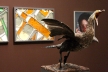 Untitled (Kormoran)