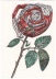 Rose of Resistance